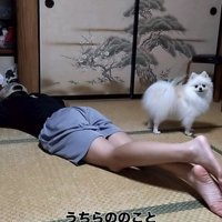 うつ伏せで寝転がる男の子とポメラニアン