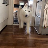 ハスキー3匹を呼んだ時の反応3