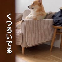 優雅に寛ぐハムちゃん