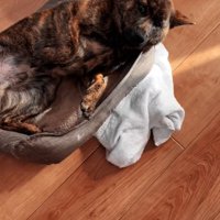 脱走したトシくん