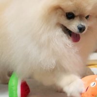 パンチして妨害