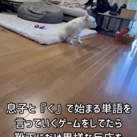 部屋で座っている犬