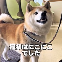 待合室にいる犬