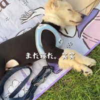 また寝てしまいました！