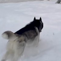 華麗な足さばきで駆けつける