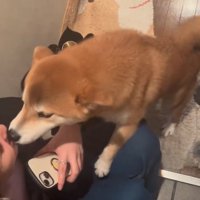 嬉しそうに家族を出迎える柴犬