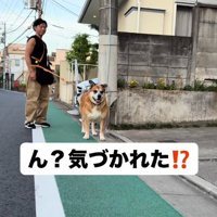 前を見る犬1