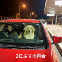 車に近づく女性を見つめる犬