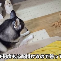 お説教中の親子のような2匹