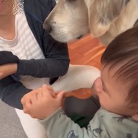 ご飯タイムに付きそう犬