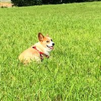 自由に