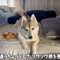 シベリアンハスキーのいちみちゃん