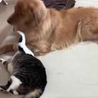 猫パンチされて不服そう