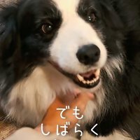 笑顔で男性を見上げる犬