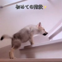 階段をのぼるフューリーくん