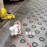 猛ダッシュする犬2