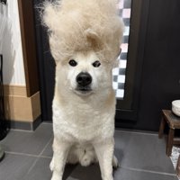 キリッ
