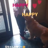 お出迎えする大型犬