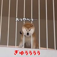 柵に頭が挟まって顔が圧迫されている犬