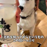 ミルクを欲しがる大型犬