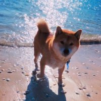 海