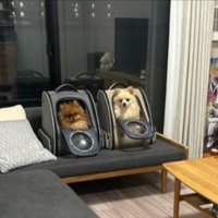 ポメ