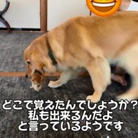 不思議に思う飼い主さん