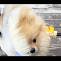 アップの犬1