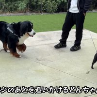 どんちゃんとジジくんのふれあい5