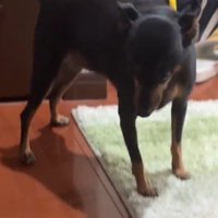 飼い主に叱られて落ち込む犬