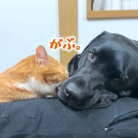 ムニくんと猫たちの尊い関係3