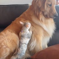 先住犬のゴールデンレトリバー！