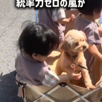 カートに乗っている犬と3人の赤ちゃん