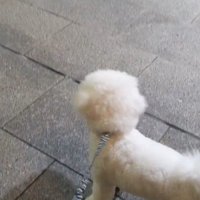 パパさんのお迎えに来たふう太くん