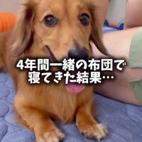 ベッドの上でカメラを見つめる犬