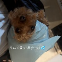 ビニール袋を被ったうーろんくん2