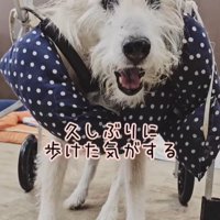 おばあちゃんワンコを車椅子に乗せたら9