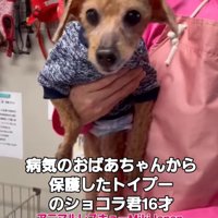 抱っこされる犬