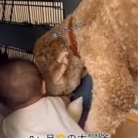 赤ちゃんがクレートに入った時のわたげちゃん6