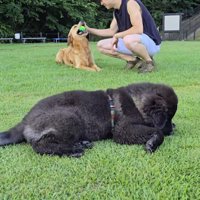 芝生に寝転がる黒い犬と、後ろで男性に撫でられている茶色い犬