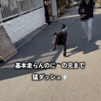 パパのカメラに映った猛ダッシュ