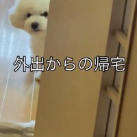 ドアの陰から見つめる犬