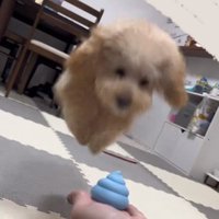 ジャンプするふくくん