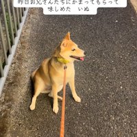動かなくなったもっぴちゃん