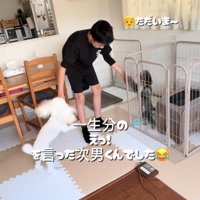 2匹のトイプードルと戯れる男の子