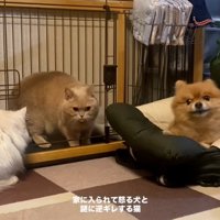 ころもちゃんをチラ見するわんこ