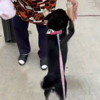 おばあちゃんと犬2