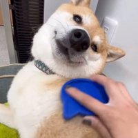 ブラッシング中のフクちゃん⑩