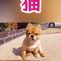 猫だと思われてた…！