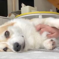 撫でて